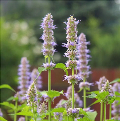 Essential Oil – Patchouli