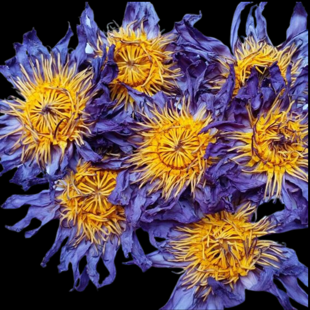 Herbal Tea – Blue Lotus