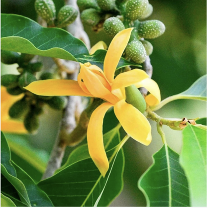 Essential Oil – Champaca